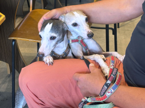 FEHD logs minor growls in mass dogs-in-eateries checks