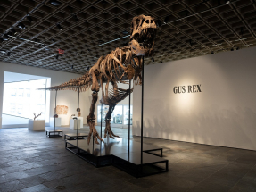 'Gus' the T rex fetches record U$50.1mn at auction