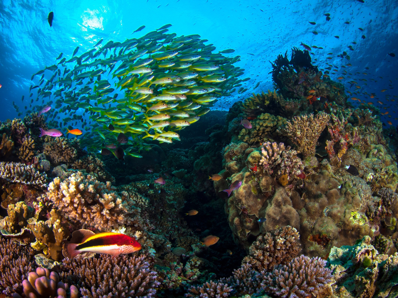 The Great Barrier Reef stretches 2,300km along the coast of Queensland state and is a major tourism draw for Australia. File photo: AFP