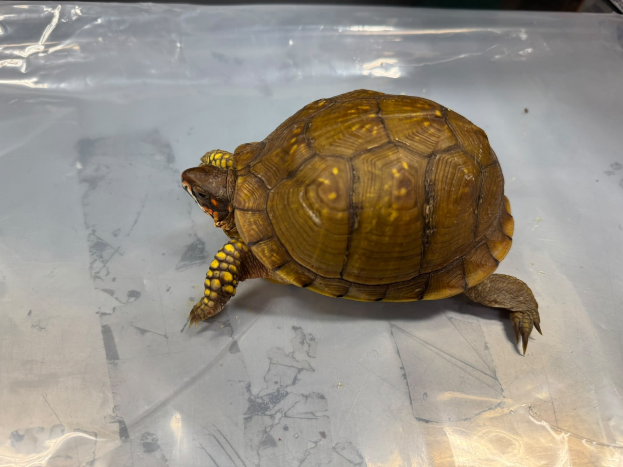 其中一隻檢獲的受管制屬瀕危物種活龜。（政府新聞處）