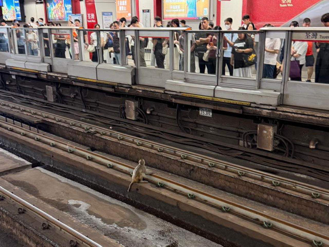 一隻猴子進入荃灣站附近的路軌範圍，荃灣綫列車服務需要調整。（港鐵提供）