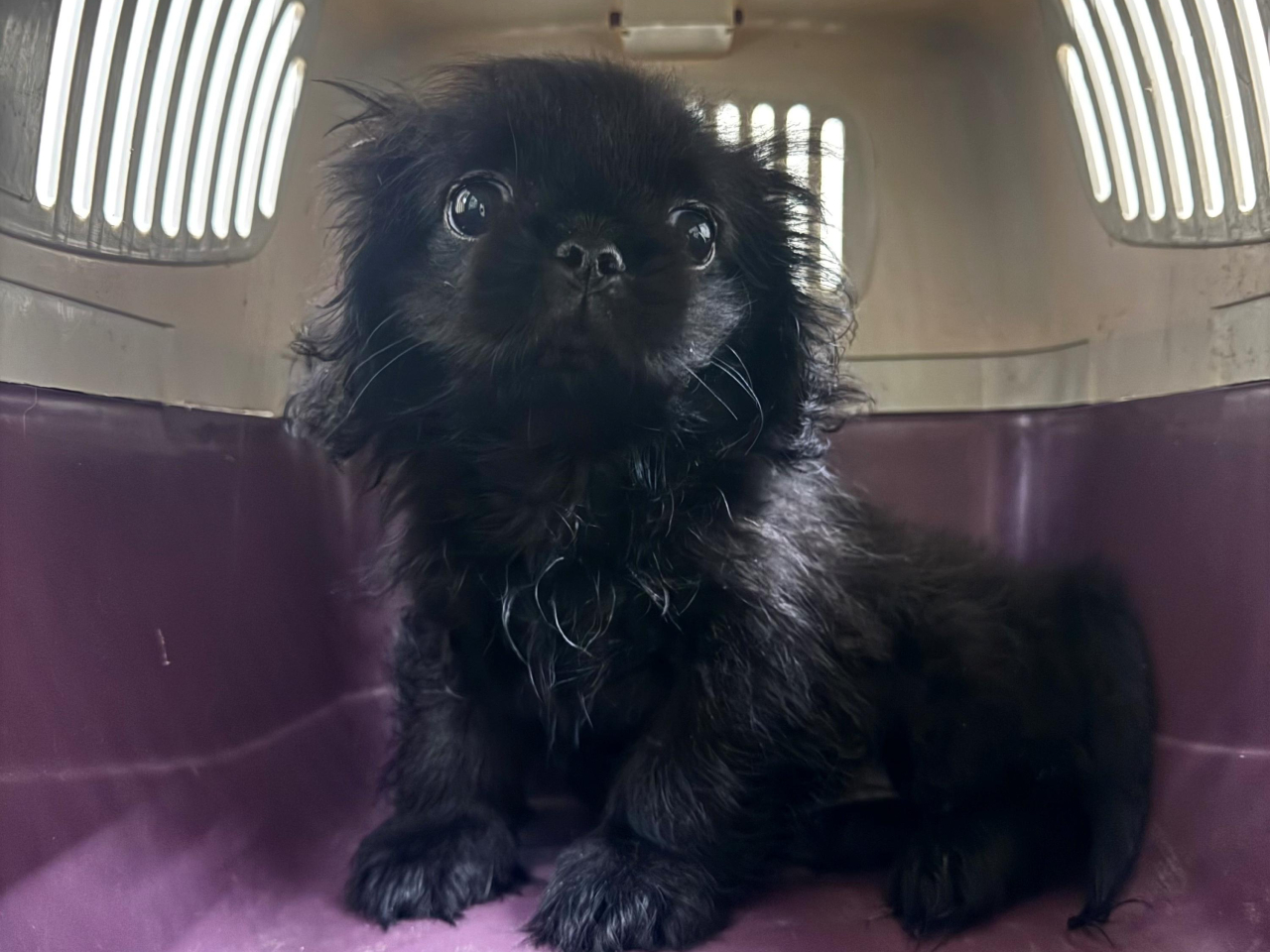The dog, with an estimated market value of about HK$15,000, was found in the suspect's shoulder bag. Photo courtesy of the Information Services Department
