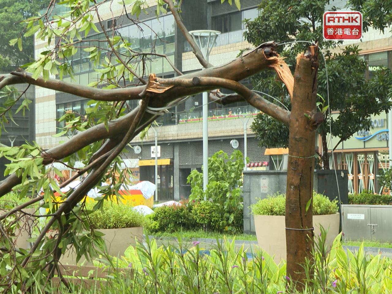 Authorities received over 330 fallen tree reports, due to the impact of Noul, along with disruptions to passenger flights and the railway system. File photo: RTHK