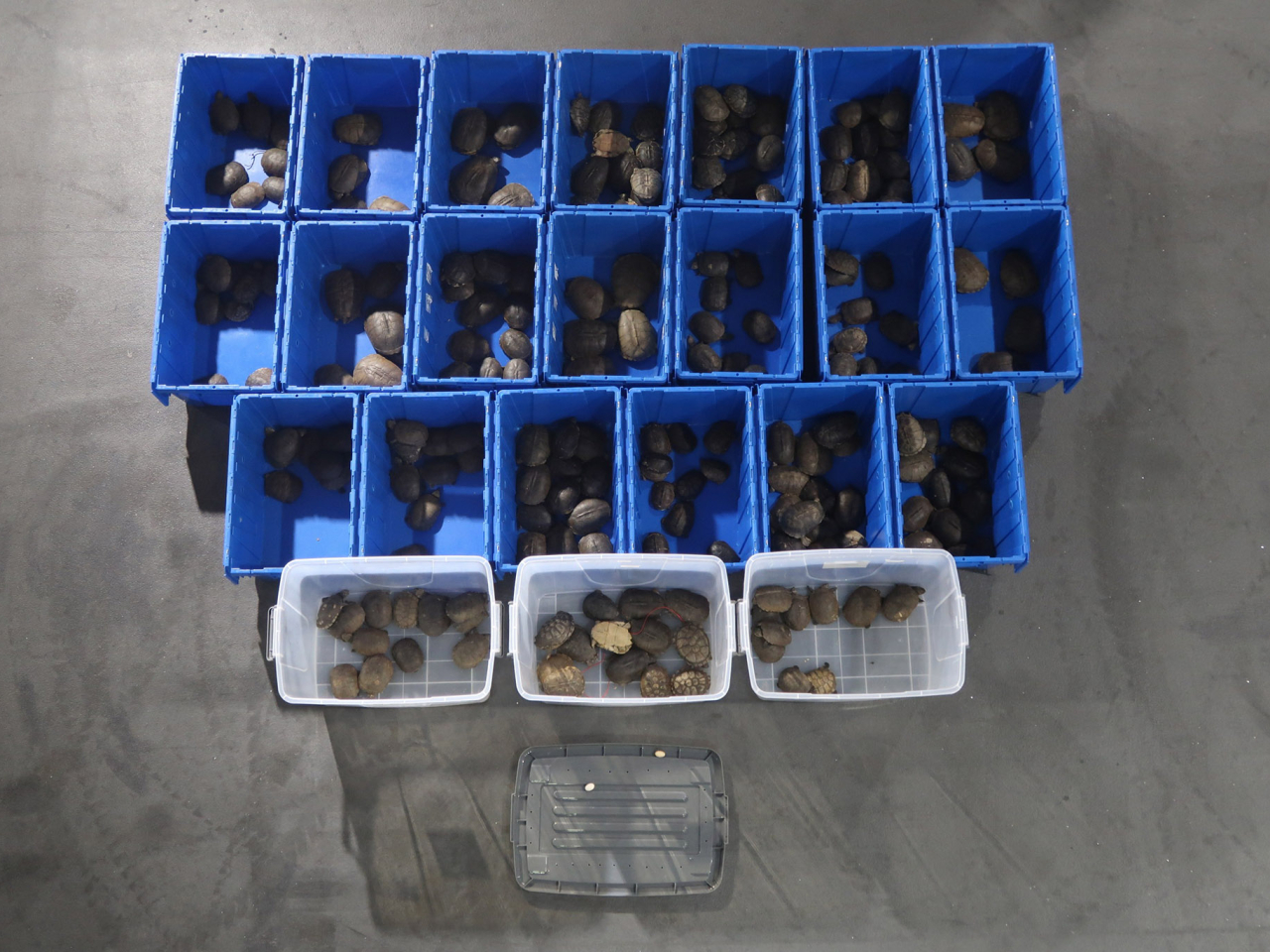 海關檢獲的懷疑走私活龜和龜蛋。（政府新聞處）