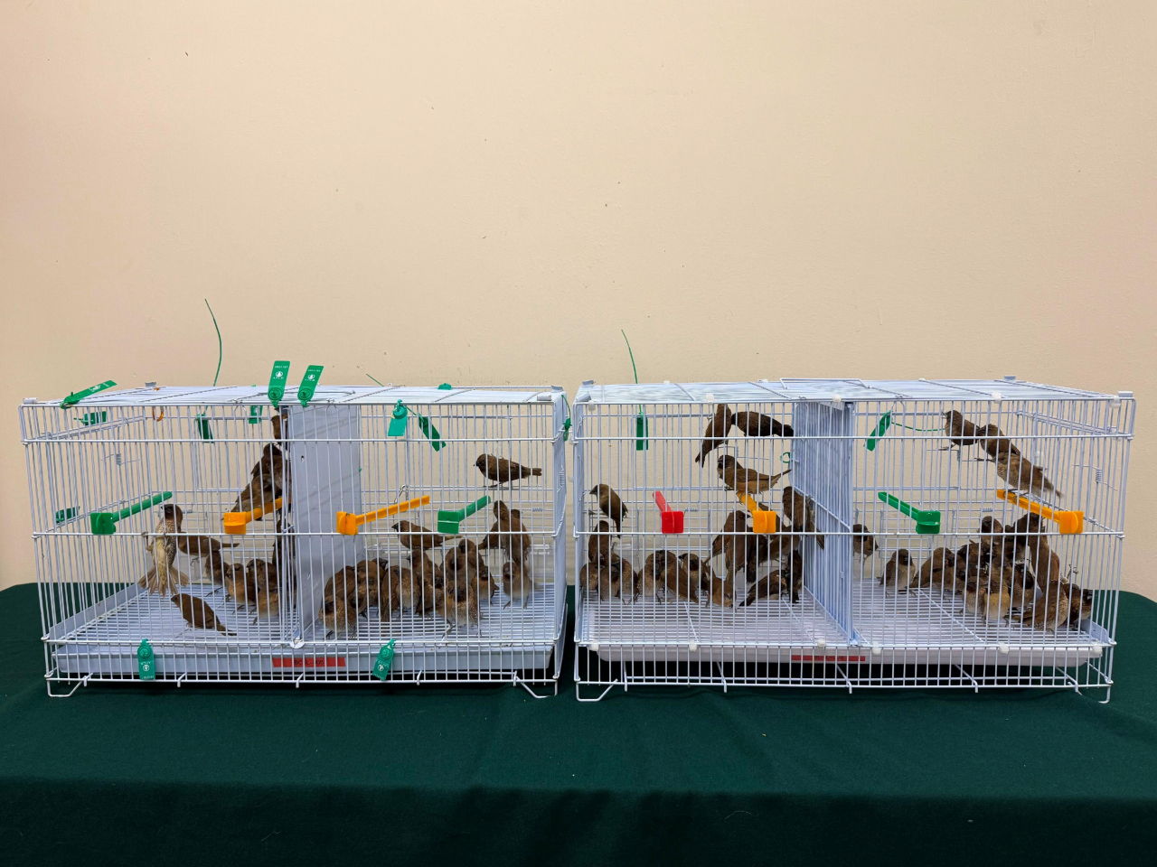 海關檢獲的懷疑非法進口活雀鳥。（政府新聞處）
