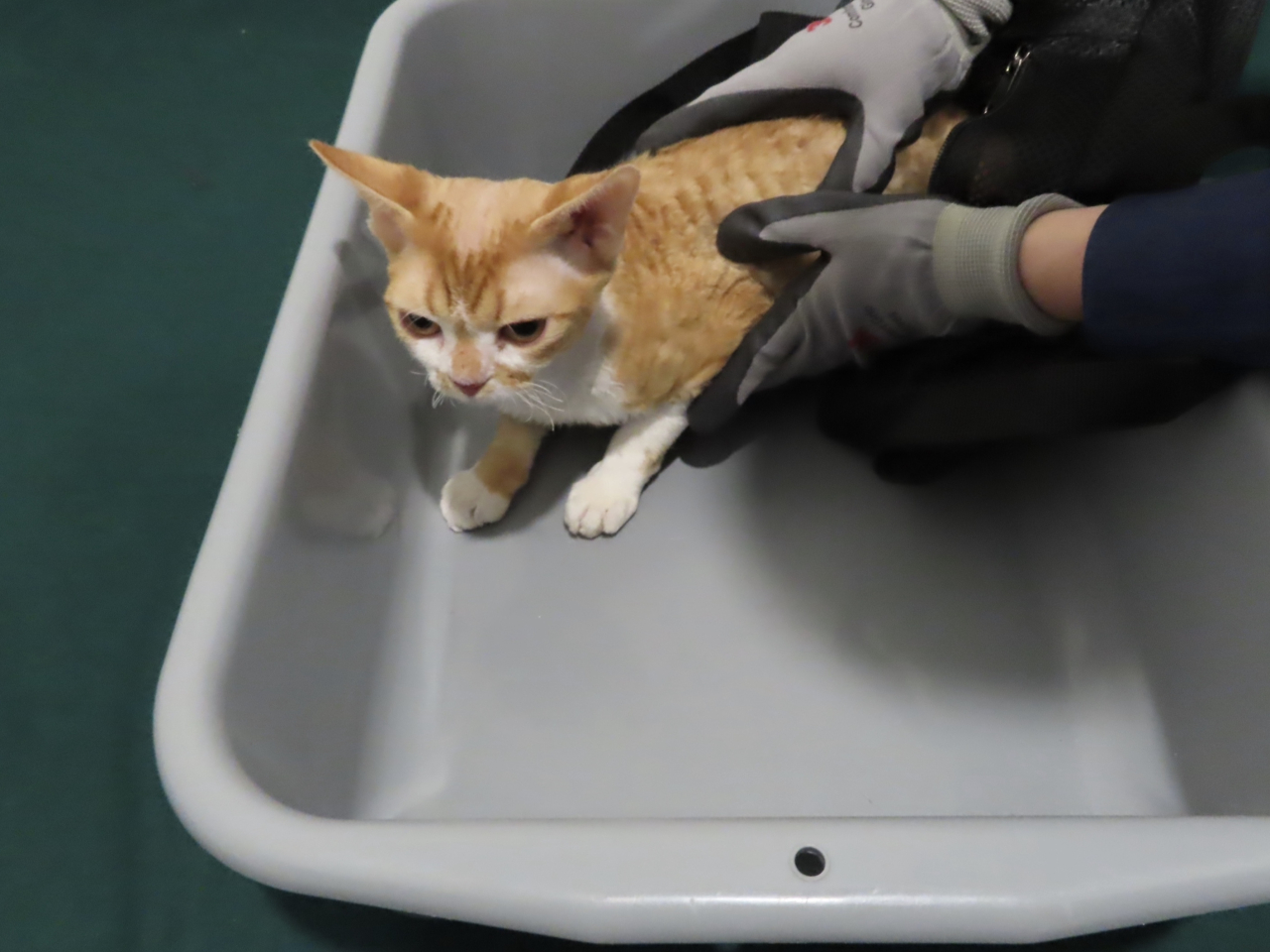 香港海關「寵營」第六階段行動偵破一宗非法進口動物案件。（政府新聞處）