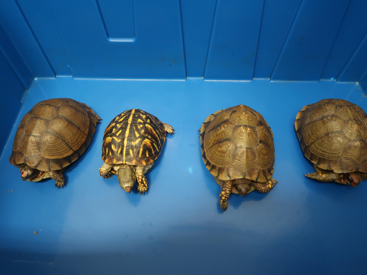海關在深圳灣管制站檢獲4隻懷疑受管制屬瀕危物種的活龜，估計市值共約2萬元。（政府新聞處）