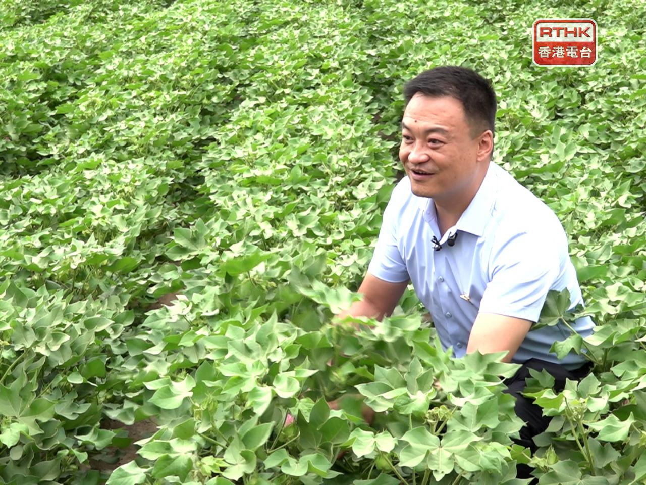 Zhao Xin, who owns more than one square kilometre of cotton field, says he has employed technology to boost production efficiency. Photo: RTHK