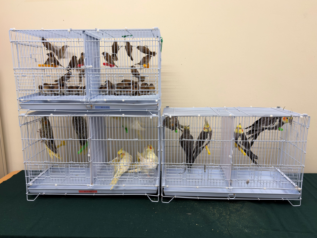 海關在落馬洲支線管制站檢獲62隻懷疑非法進口活雀鳥，估計市值約12000元。(政府新聞處圖片)