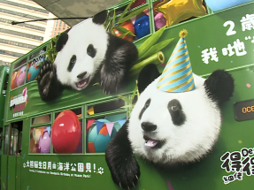 慶祝海洋公園大熊貓生日　主題電車今起亮相