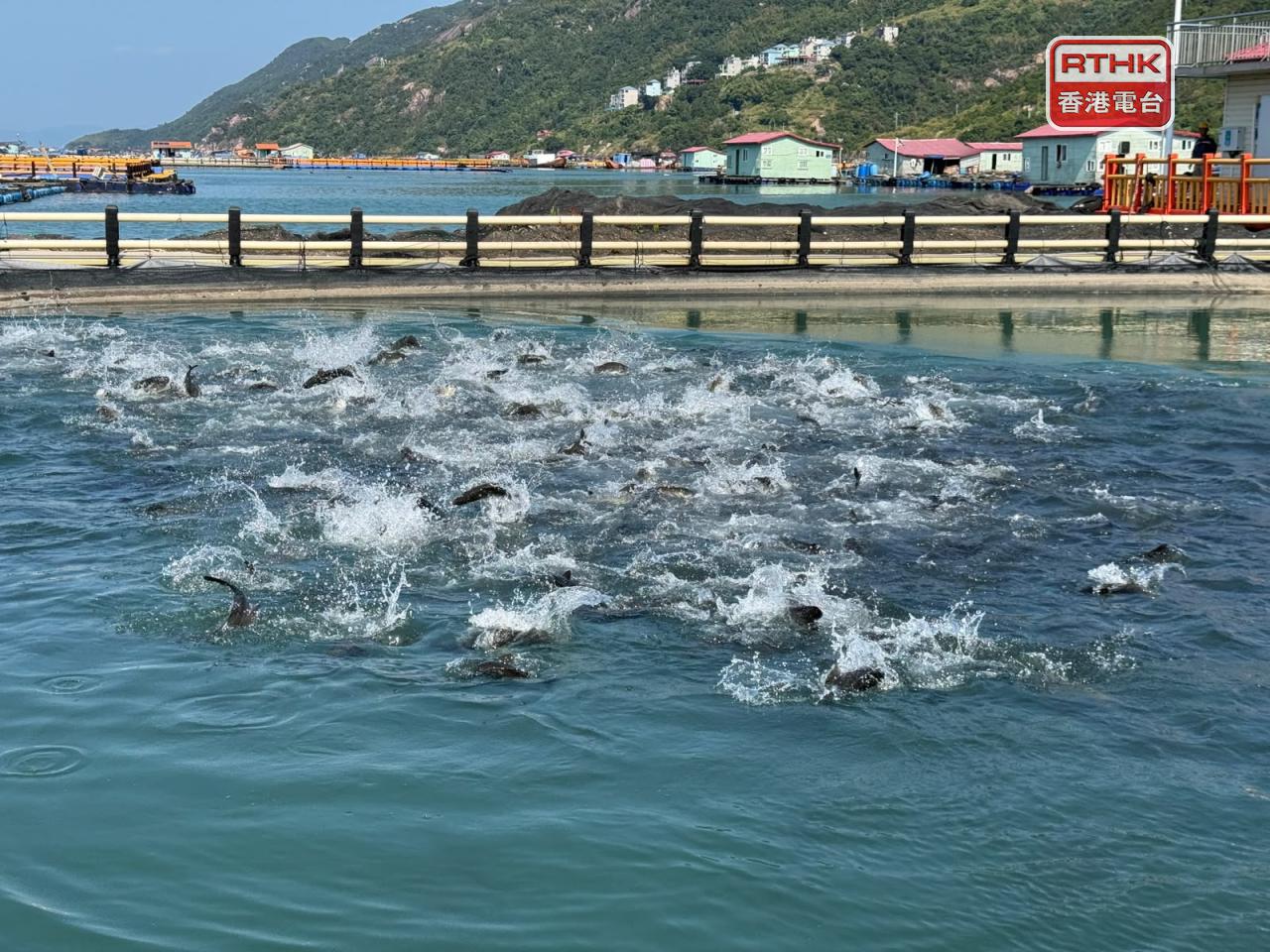 福建寧德被譽為「中國大黃魚之都」是供應黃花魚到香港的主要來源地。(任浩鋒攝)