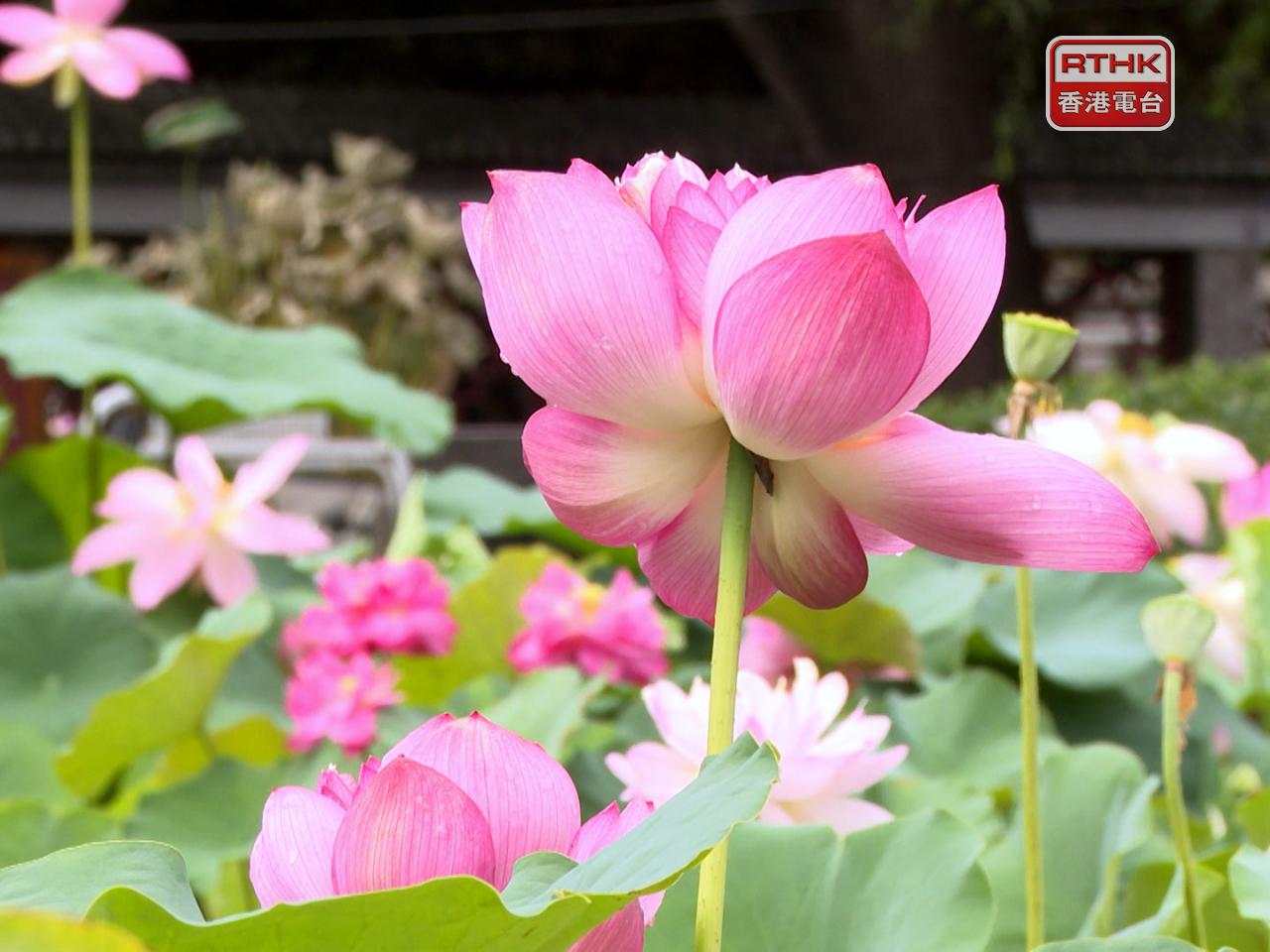 北京公園今年首次展出一株由800年前古蓮子培育的荷花。（陳永祥攝）
