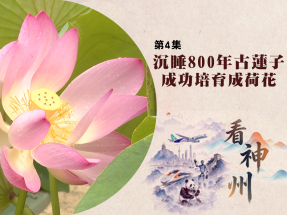 【足本】看神州｜沉睡800年古蓮子成功培育為出水芙蓉