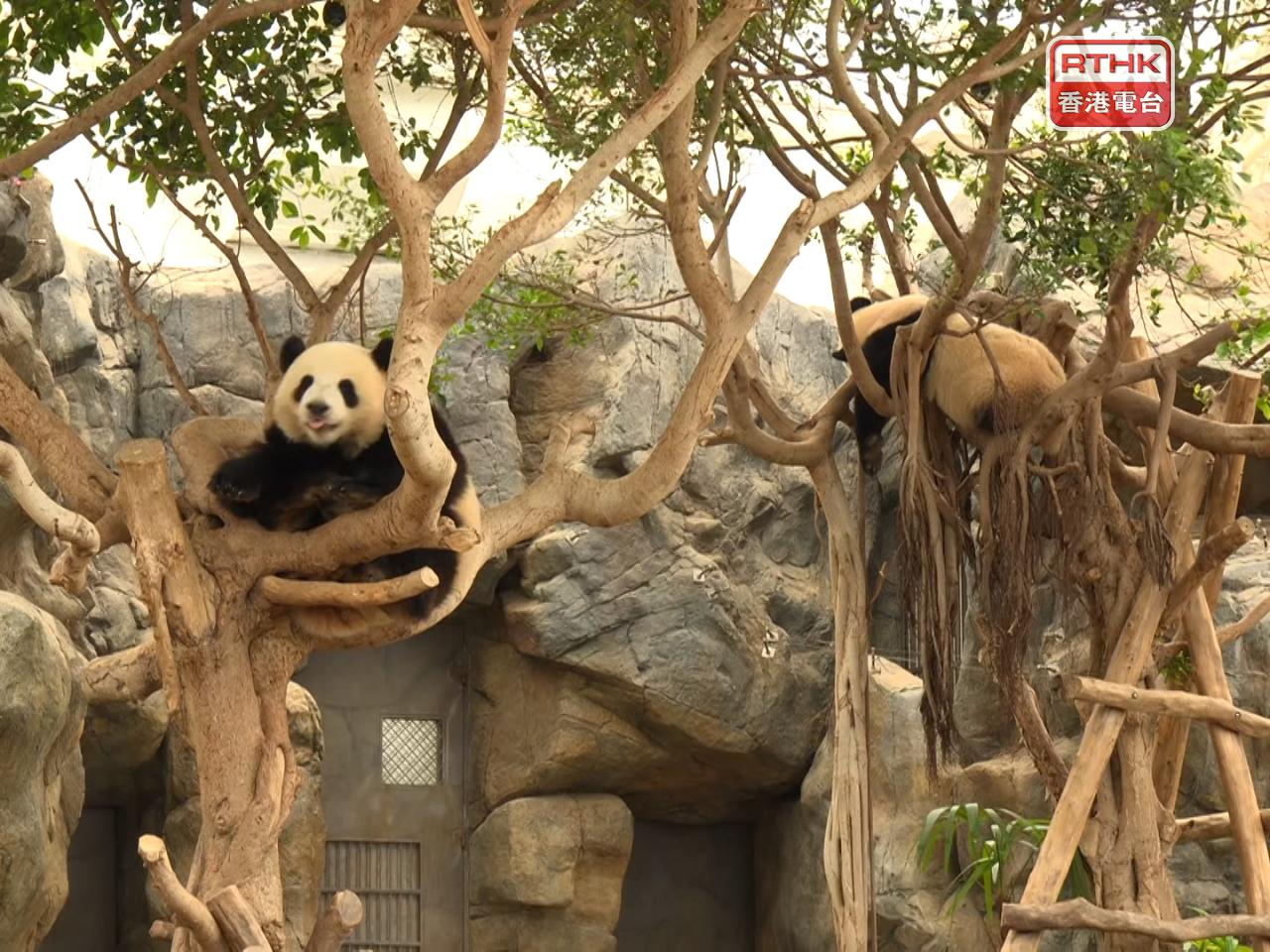The two will soon need to live separately, according to Tourism Secretary Rosanna Law. Photo: RTHK