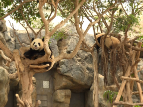 Hong Kong's panda cubs Jia Jia and De De turn two