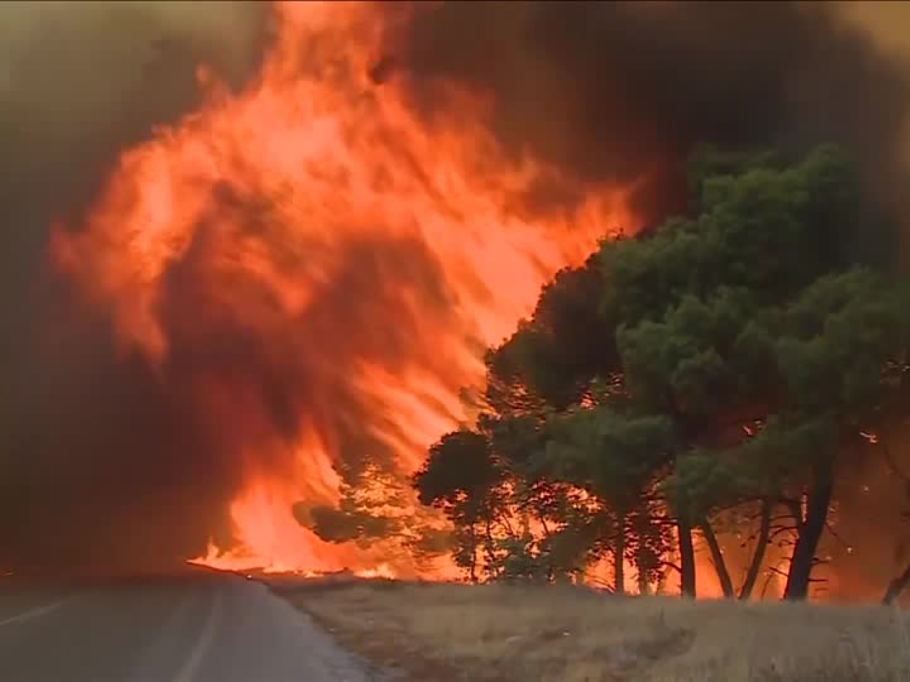 The non-profit Centre for Biological Diversity called the idea "disastrous" and pointed out that most wildfires are human-caused and occur near roads. File photo: Reuters