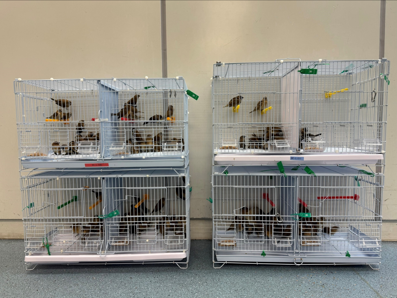 The cases have been handed over to the Agriculture, Fisheries and Conservation Department for follow-up. Photo courtesy of the Information Services Department