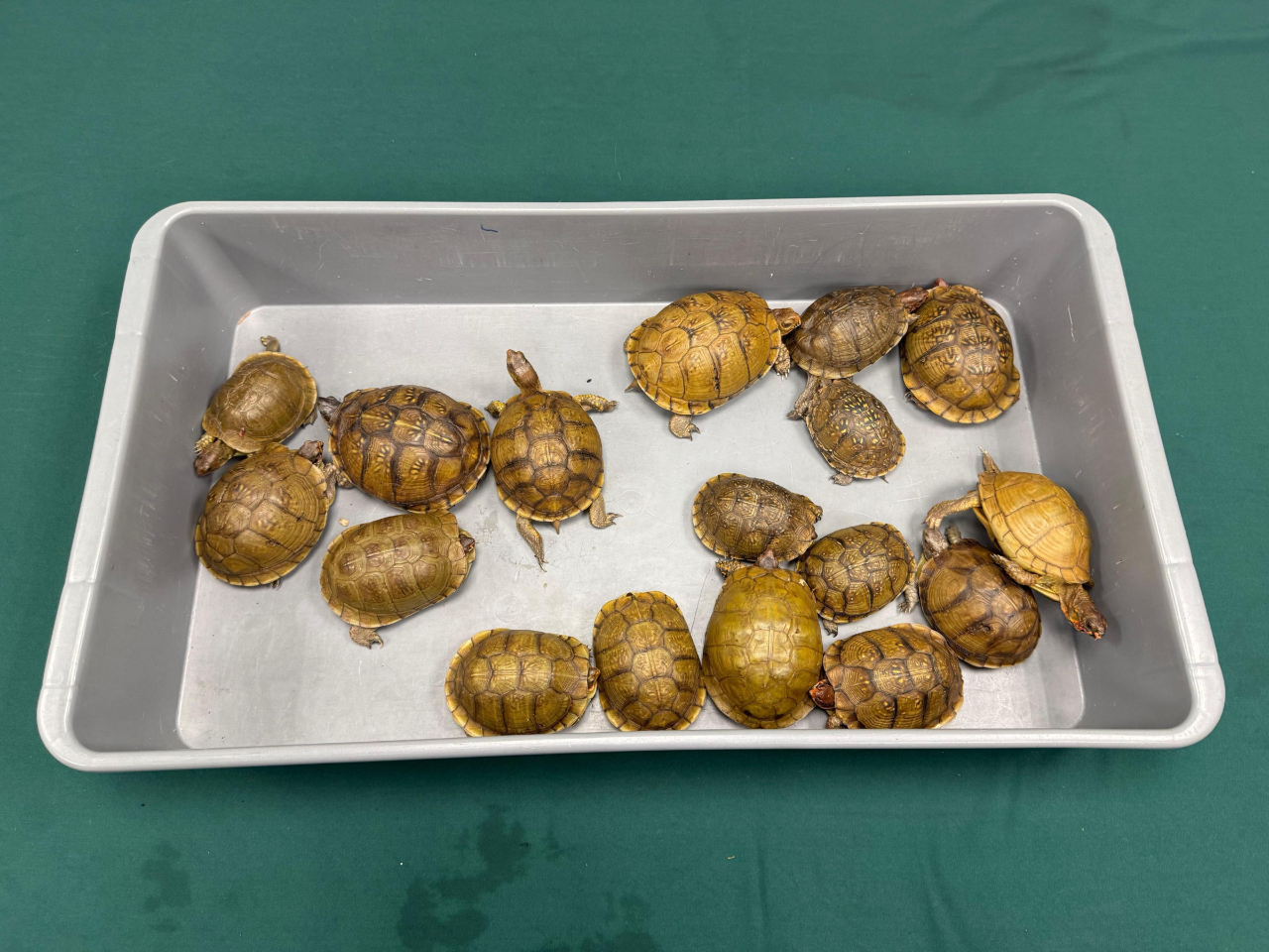 海關在機場檢獲一批懷疑受管制瀕危物種活龜。（政府新聞處）