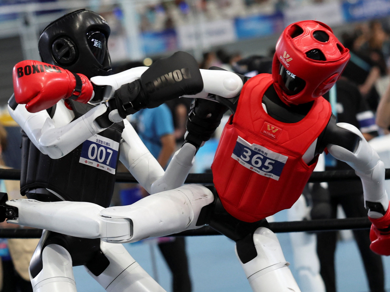 Humanoid robots contest a kickboxing 58kg match during the World Humanoid Robot Games in Beijing. Photo: Reuters