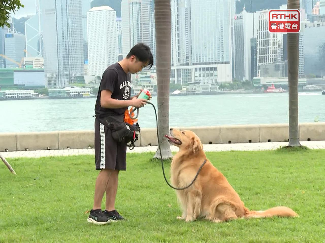 The Dangerous Dogs Regulation requires that large dogs weighing 20 kilogrammes or more be leashed with a lead of two metres or less in public areas. Photo: RTHK
