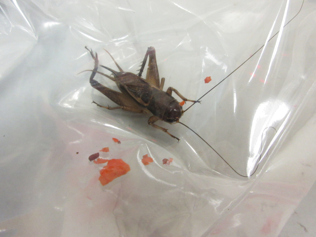 Two arrested for alleged illegal import of pests