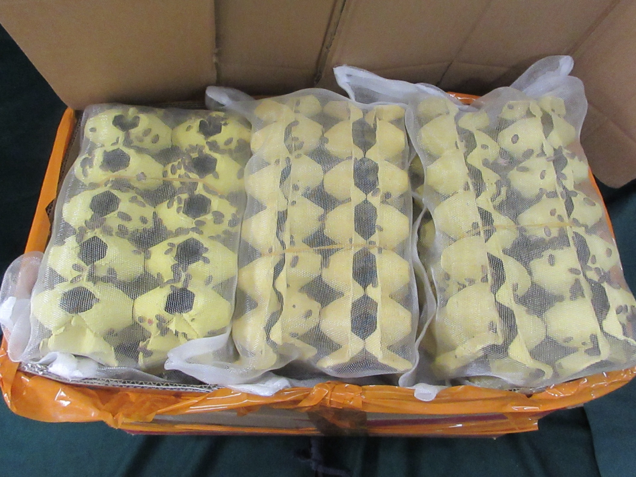 Egg cartons are used to bring in the dubia roaches. Photo courtesy of Information Services Department