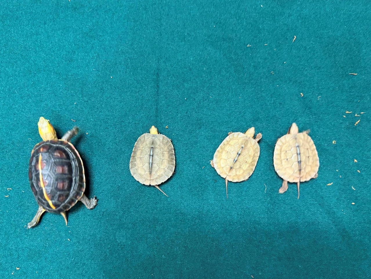 海關在羅湖管制站檢獲4隻懷疑非法進口受管制瀕危物種活龜，估計市值約5000元。（政府新聞處）