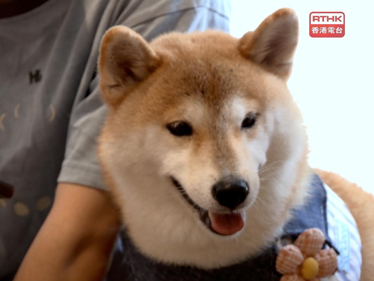 政府會在今年底就加強打擊殘酷對待動物，以及非法管有或使用狩獵器具等的立法建議諮詢立法會，爭取明年完成修例工作。（港台圖片）