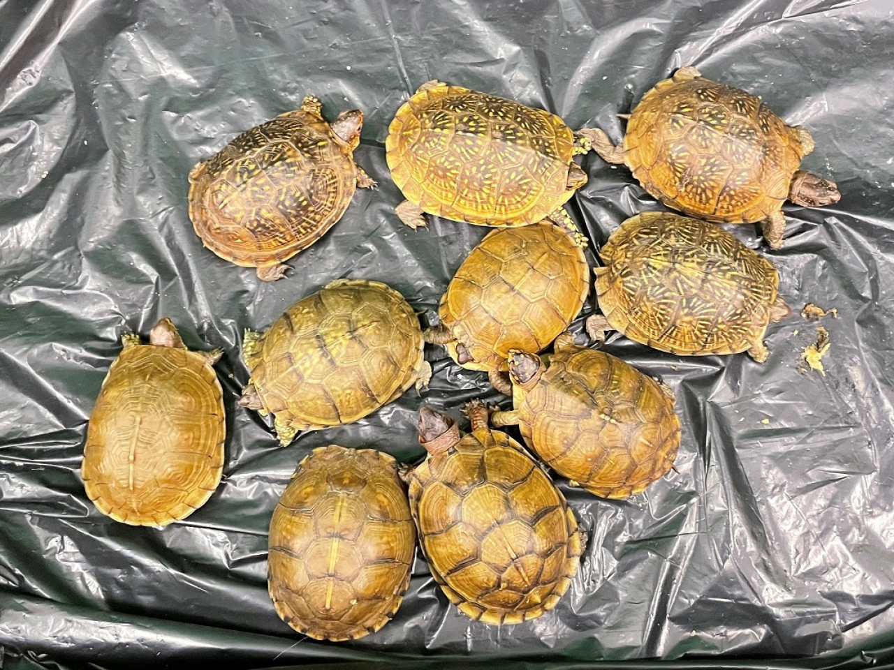 海關經檢查後，於紙箱中發現該批活龜。(政府新聞處)