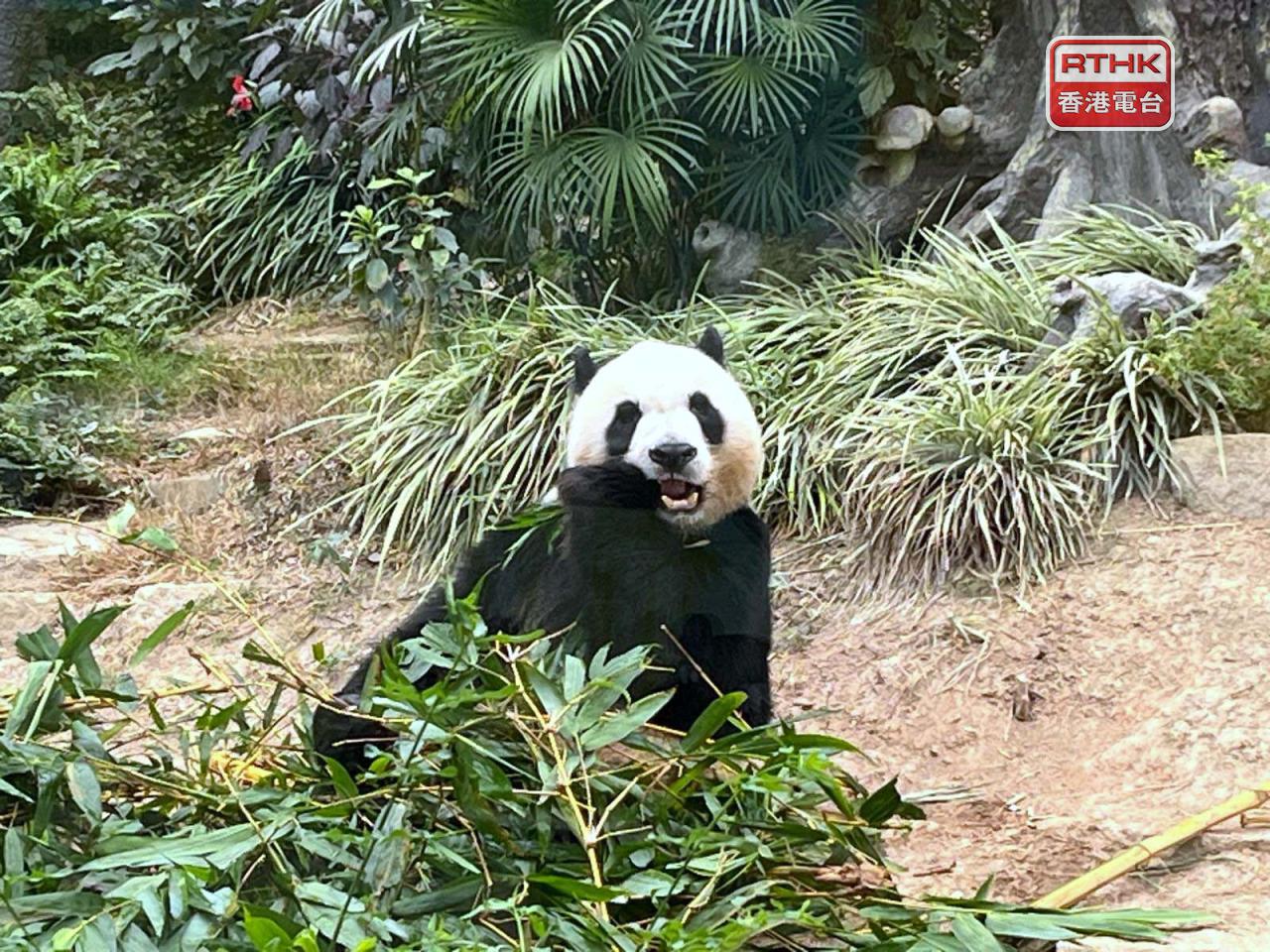 大熊貓健健將和孖生弟弟在下月初返回成都大熊猫繁育基地。（鄭月明攝）