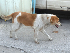 Every dog attack is one tragedy too many: AFCD