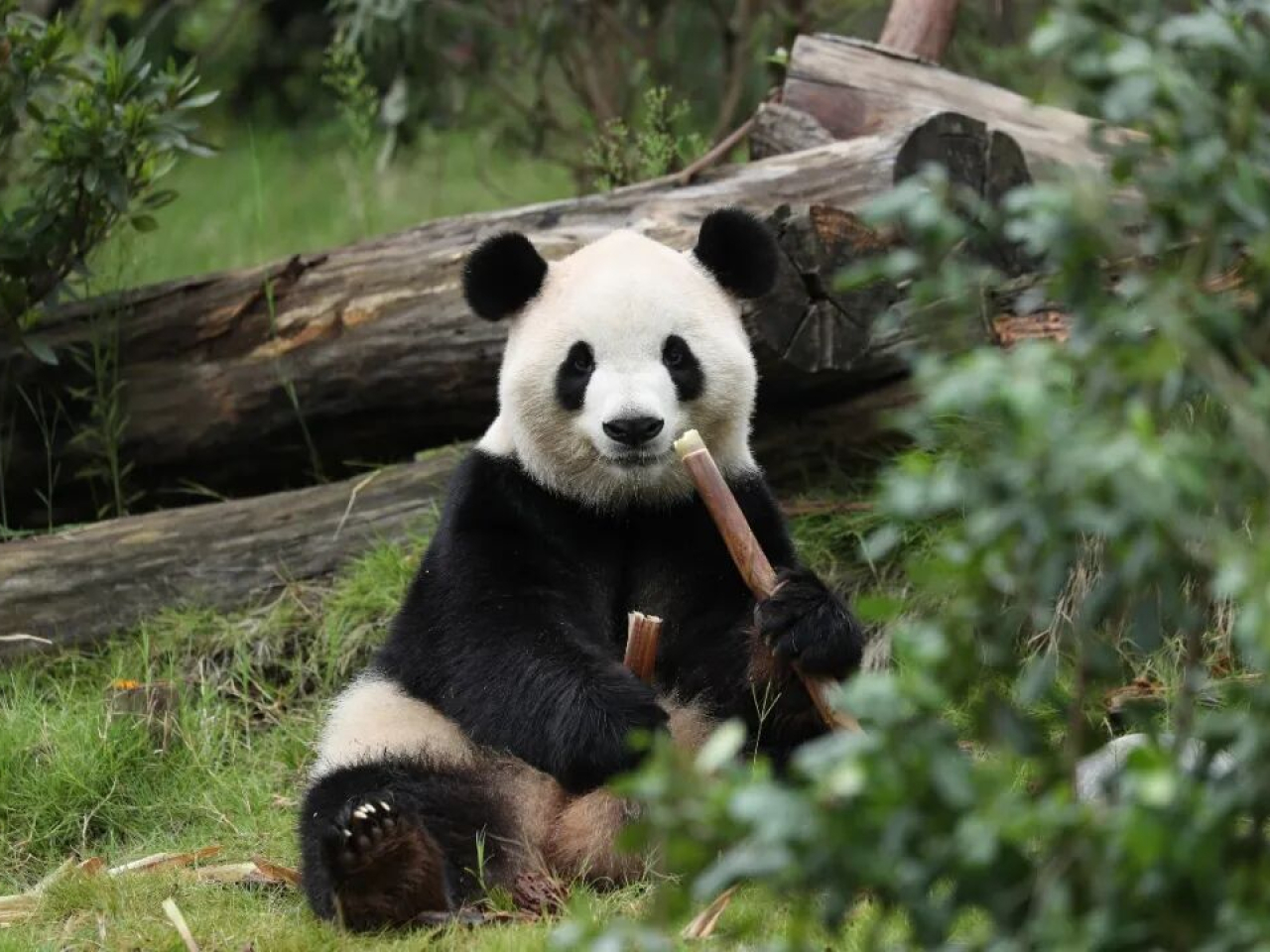「福雙」將落戶亞特蘭大動物園，與美國人民見面。（央視圖片）