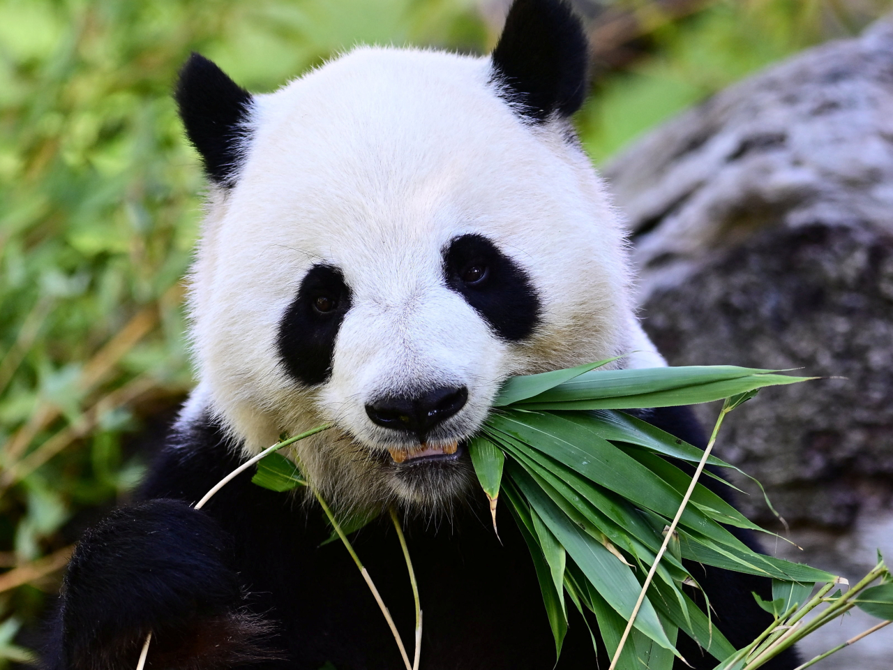 Ping Ping and Fu Shuang will arrive at Zoo Atlanta in a few days and spend the next 10 years at the compound. File file: Reuters