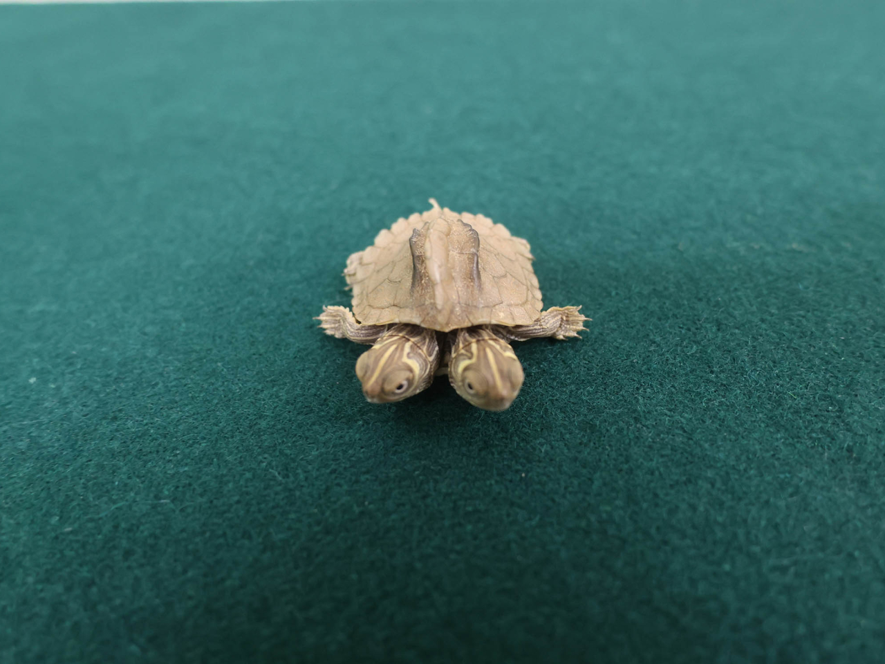 海關檢獲的懷疑屬受管制瀕危物種活龜。（政府新聞處）