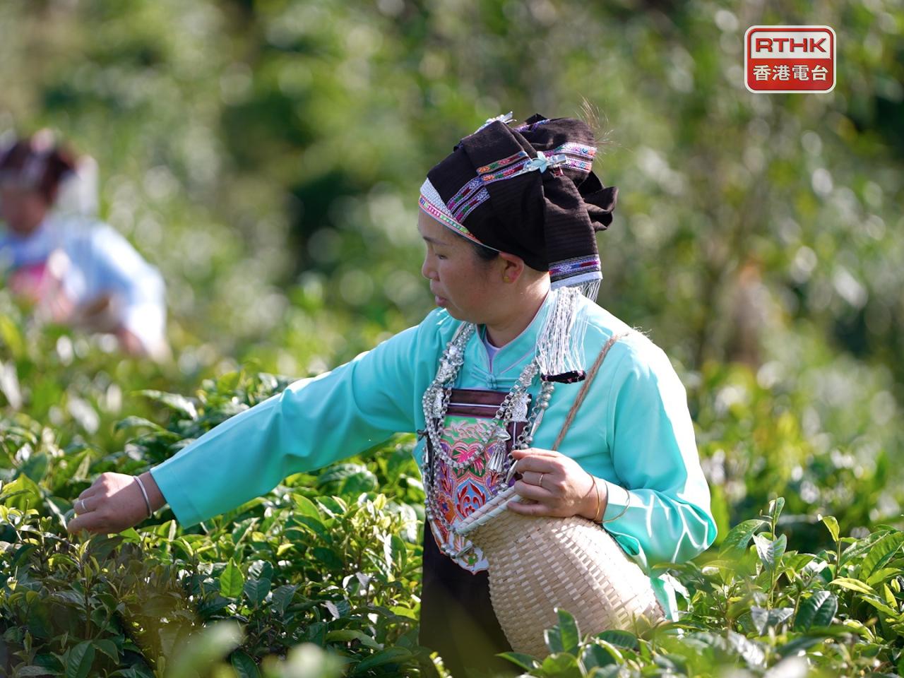 Jonathan Choi has invested in a modern tea factory in Yunnan while encouraging other business folk from HK to seize opportunities in the nation's rural hinterland. File photo: RTHK