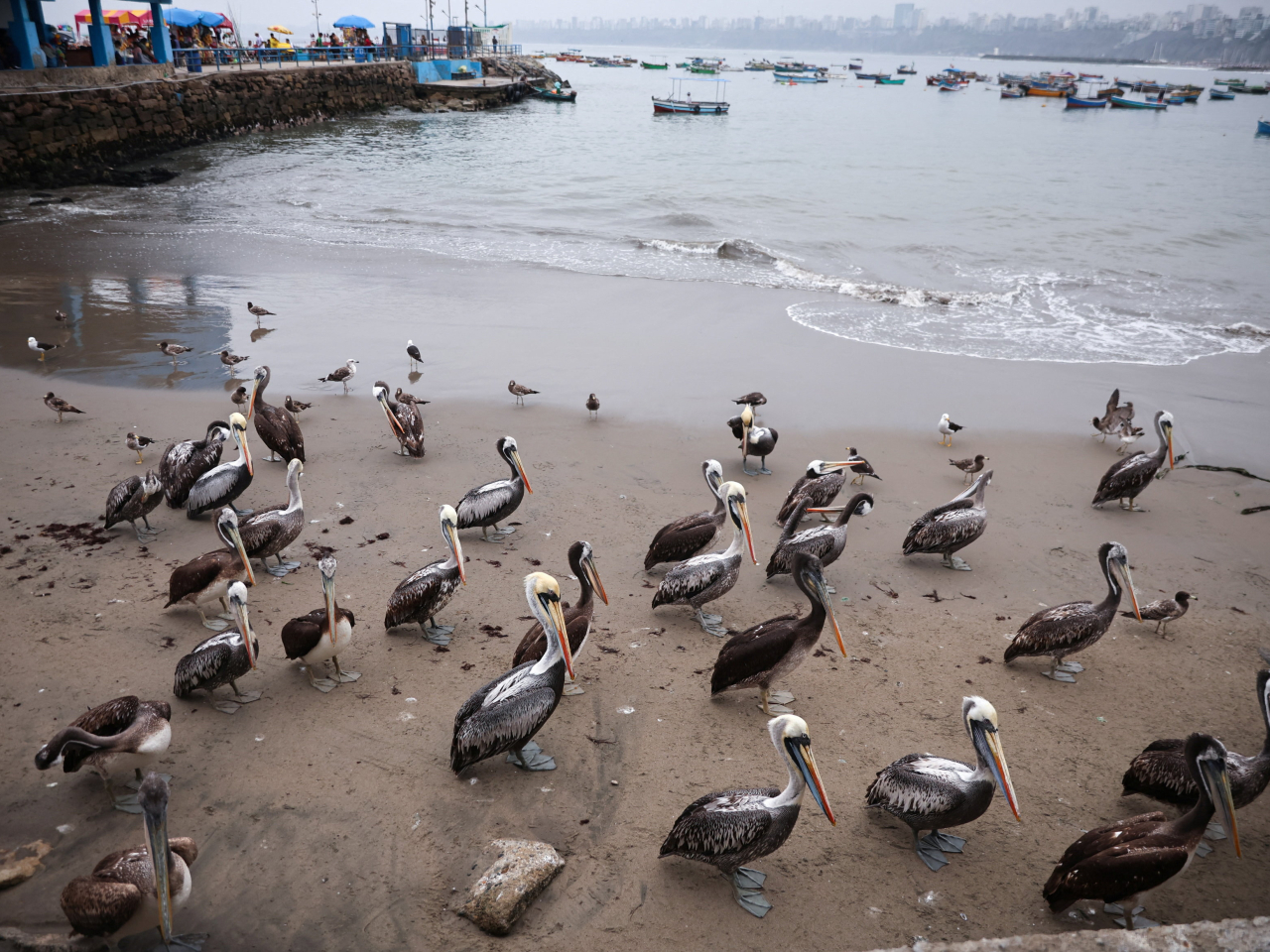 Environmental groups warn that El Nino-driven warming of Pacific waters and shifts in marine ecosystems are reducing the availability of fish for seabirds along Peru's coast. Photo: Reuters