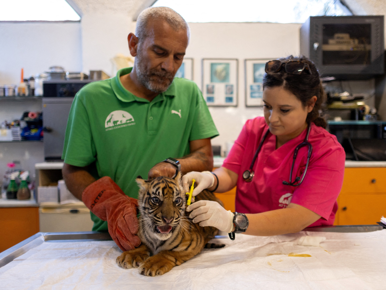 A microchip is implanted in a Sumatran tiger cub near Athens, Greece, to build a backup population of the critically endangered species. Photo: Reuters