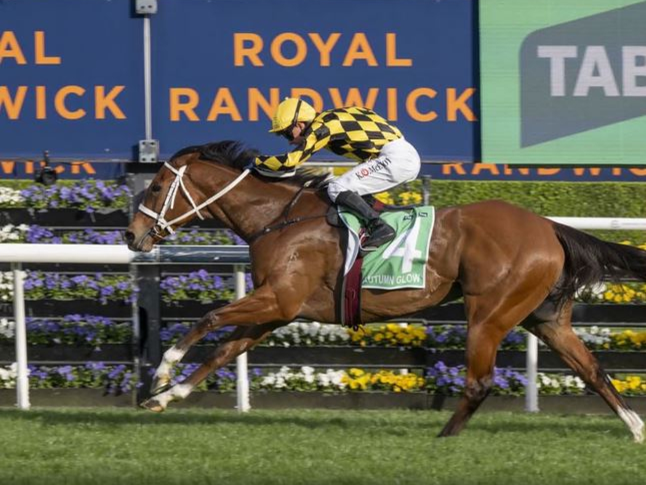 Ka Ying Rising lost to Tempted by just a half-neck despite drawing an outside barrier. Photo courtesy of Australian Turf Club website