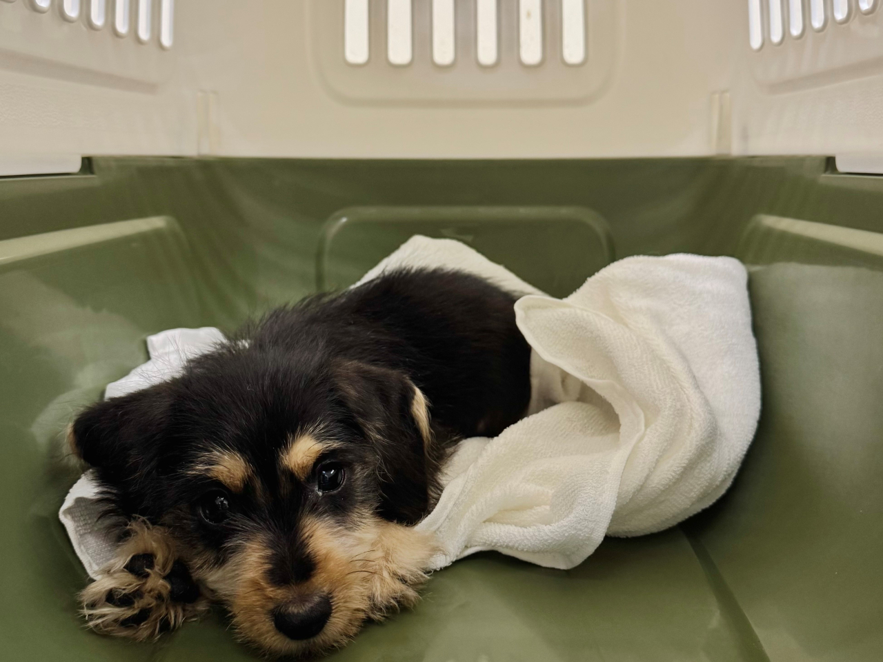 A mainlander was found in possession of the dog at the Lok Ma Chau Spur Line Control Point. Photo courtesy of Customs and Excise Dept