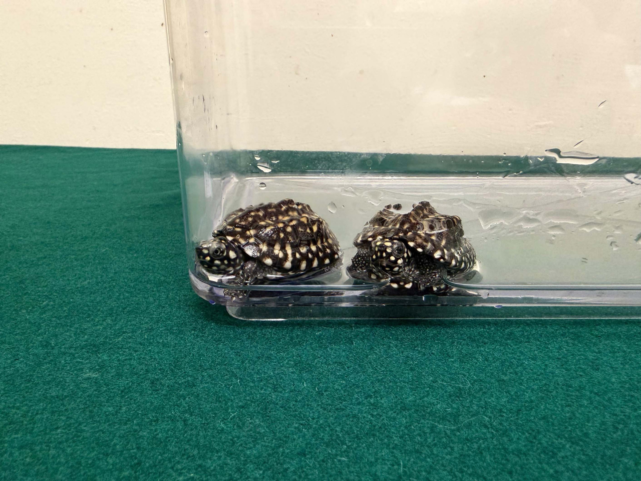 海關在落馬洲支線管制站檢獲的兩隻懷疑屬受管制瀕危物種活龜。（政府新聞處）
